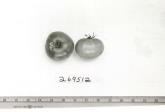 Click for 1 image(s) for this accession. FRUIT